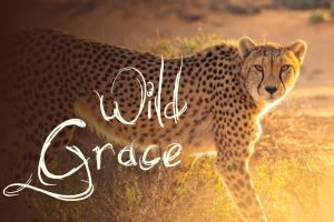 Wild Grace, 5Rhythms Dance and Yoga Retreat with Sacha Paddy and Neal Ghoshal at Mana Retreat