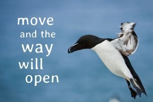 Move and The Way Will Open Course