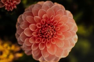 Full Bloom 2027, Open Floor Retreat with Sacha Paddy and Geordie Jahner