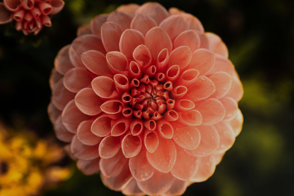 Full Bloom 2027, Open Floor Retreat with Sacha Paddy and Geordie Jahner